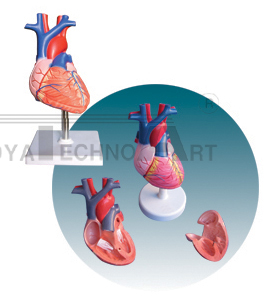 The dissection model of natural size heart (2 parts)